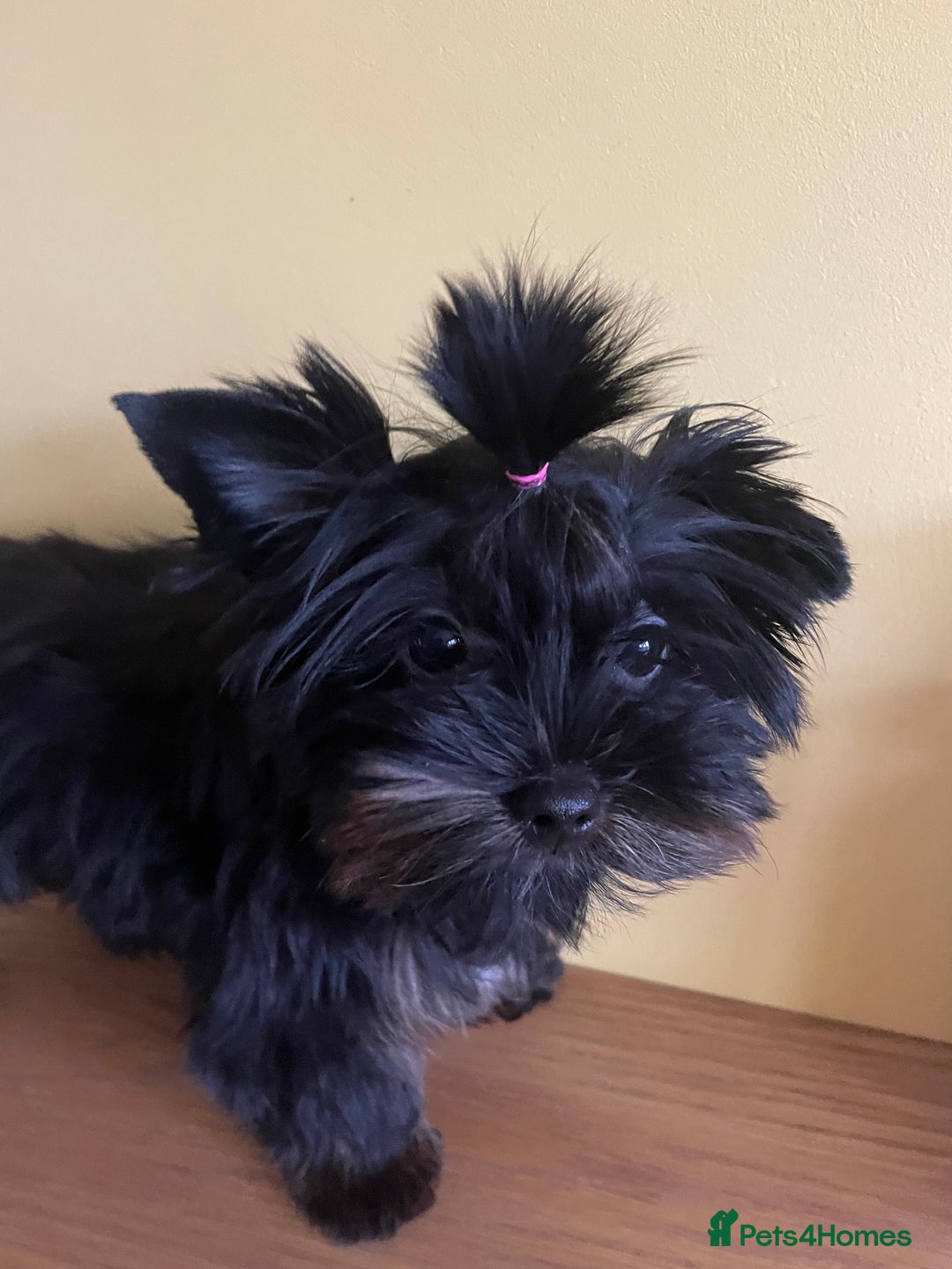 Yorkshire Terrier dogs for sale: 🥰🥰Yorkshire Terrier black tan🐶🐶 - Image 1