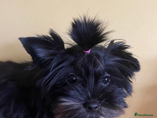 Yorkshire Terrier dogs - Advert 14