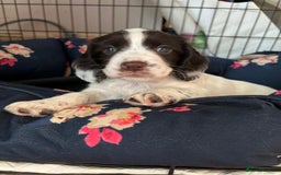 Cocker Spaniel dogs for sale: Litter of 6 - Image 16