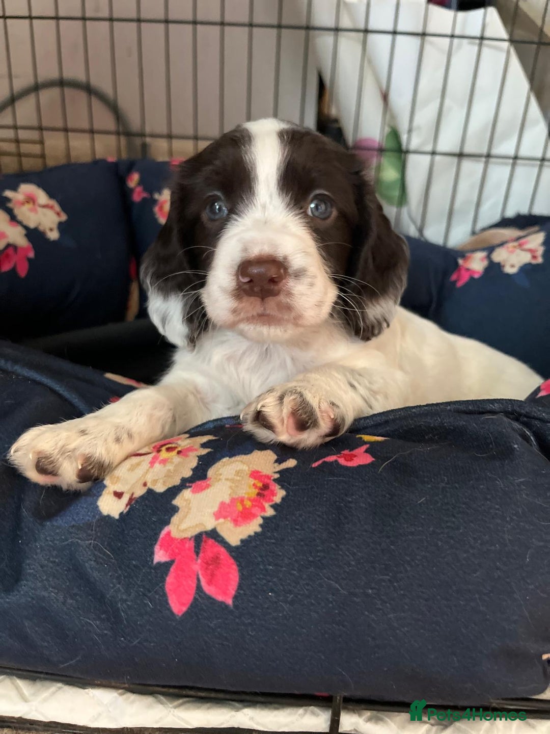 Cocker Spaniel dogs for sale: Litter of 6 - Image 16