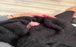 Sphynx cats for sale: Beautiful Tiny Kittens🐾 - Image 4