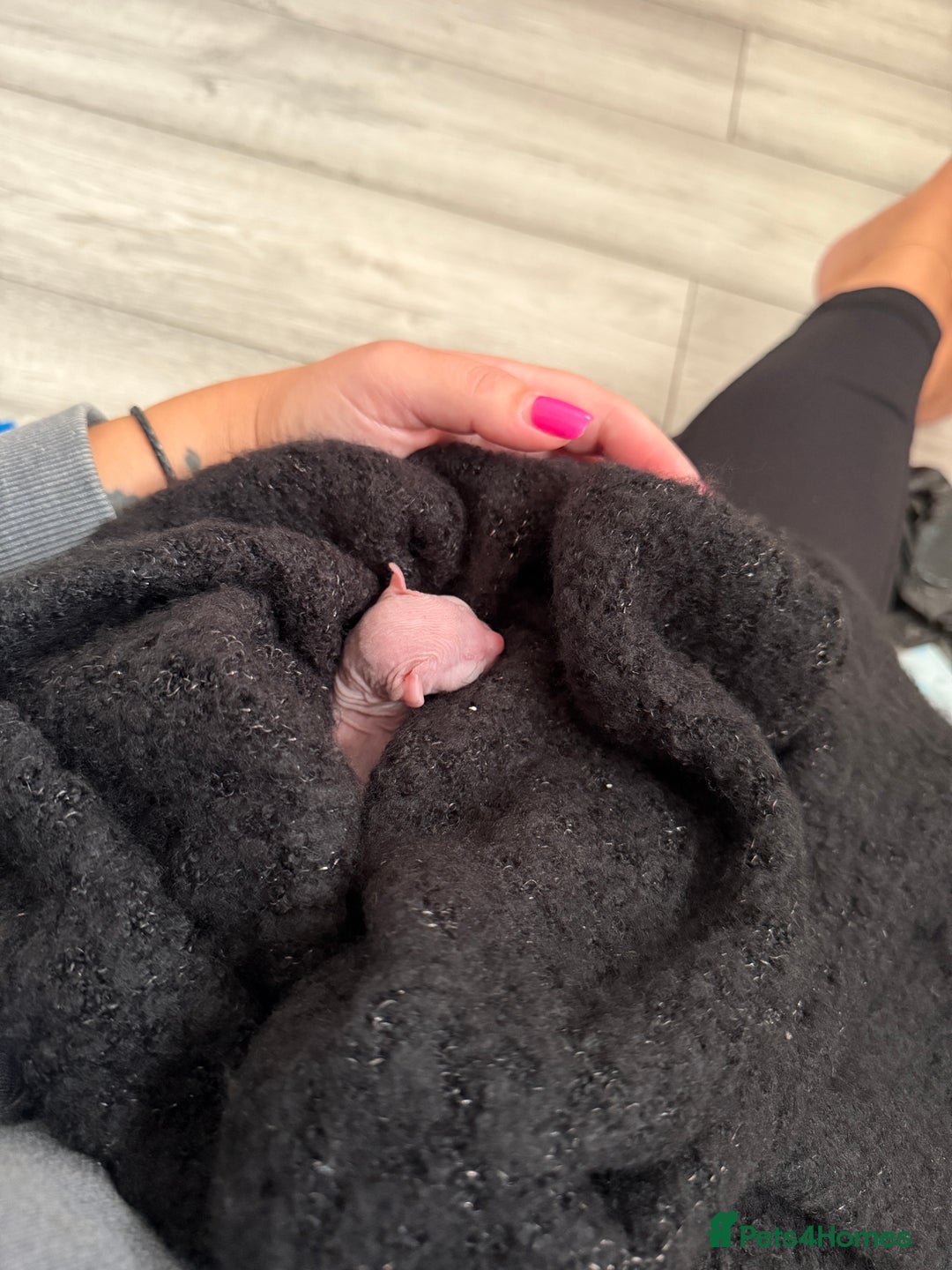 Sphynx cats for sale: Beautiful Tiny Kittens🐾 - Image 4