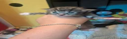 Mixed Breed cats for sale: Kittens for sale  - Advert 7