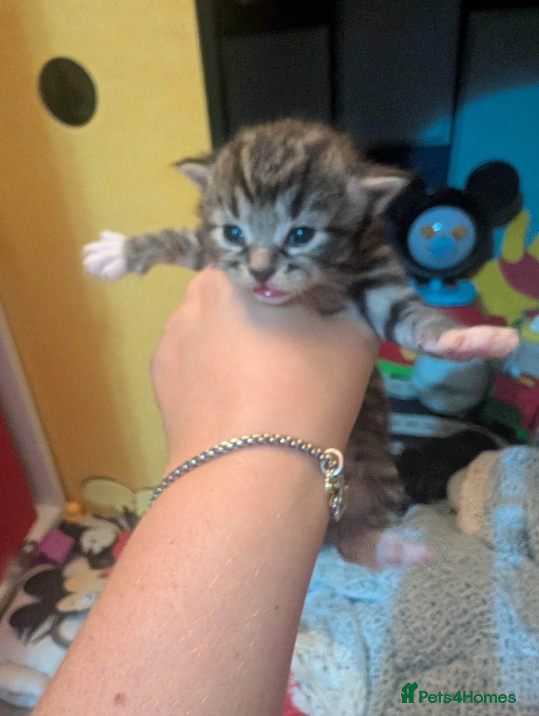 Mixed Breed cats for sale: Kittens for sale  - Advert 7