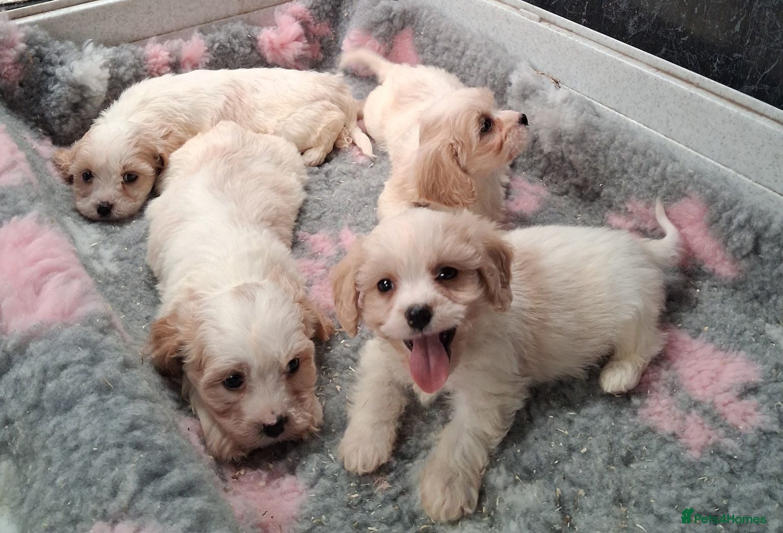 Cavapoo dogs Beautiful Cavapoo's for sale - Advert 1