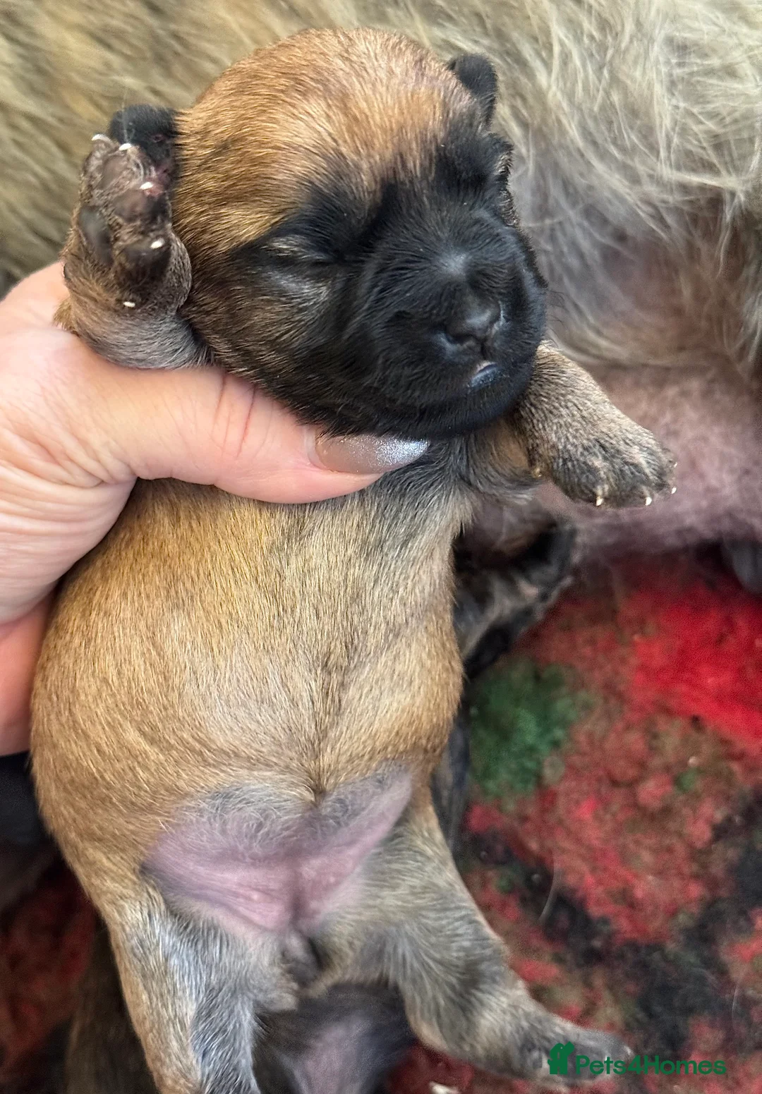 Cairn Terrier dogs for sale: KC reg Female pup off health tested parents  - Advert 13
