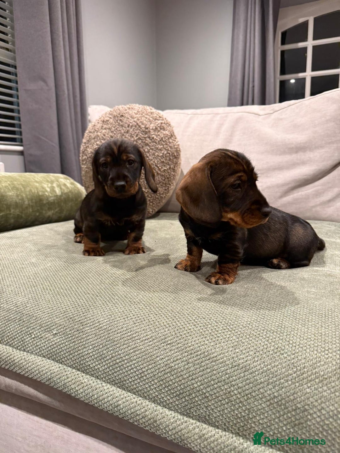 Dachshund dogs for sale: Dachshund puppies - Advert 6