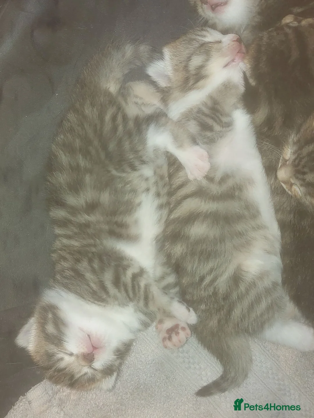 Mixed Breed cats for sale: Tabby kittens  in Corby - Advert 2