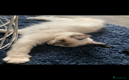 Ragdoll cats for sale: Kittens for sale - Image 6