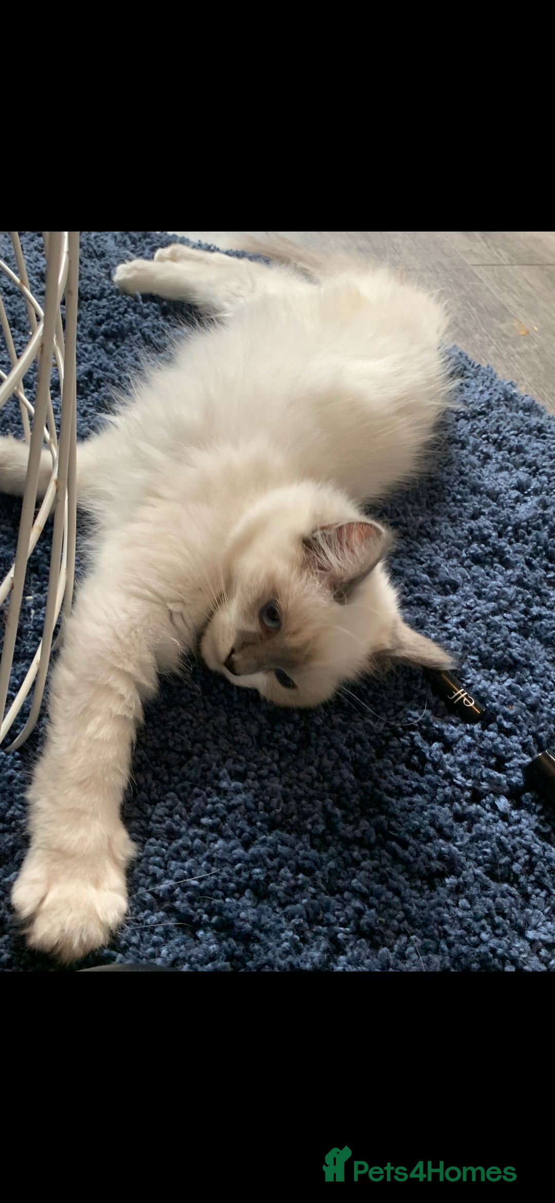 Ragdoll cats for sale: Kittens for sale - Image 6