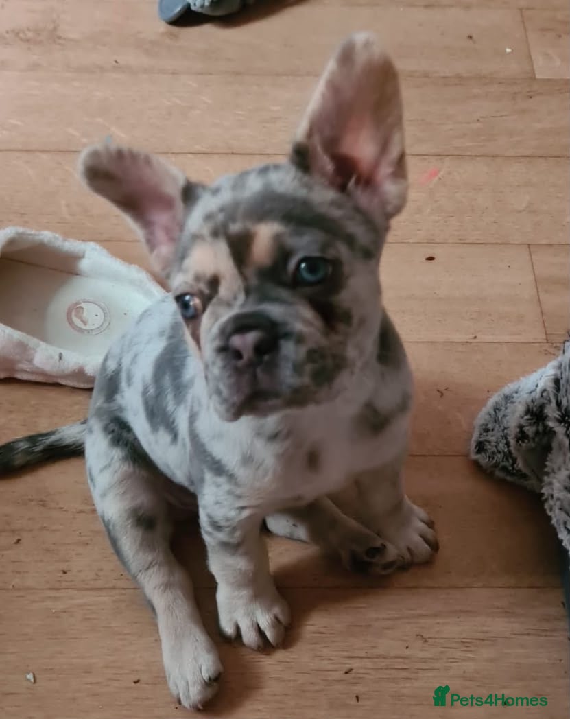 French Bulldog dogs Lovely blue eyes French male pup - Advert 2