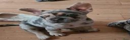 French Bulldog dogs for sale: Lovely blue eyes French male pup in Bristol - Advert 2
