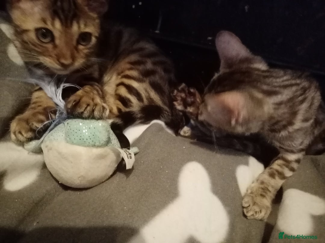 Mixed Breed cats for sale: Cute and Playful Kittens - Advert 17