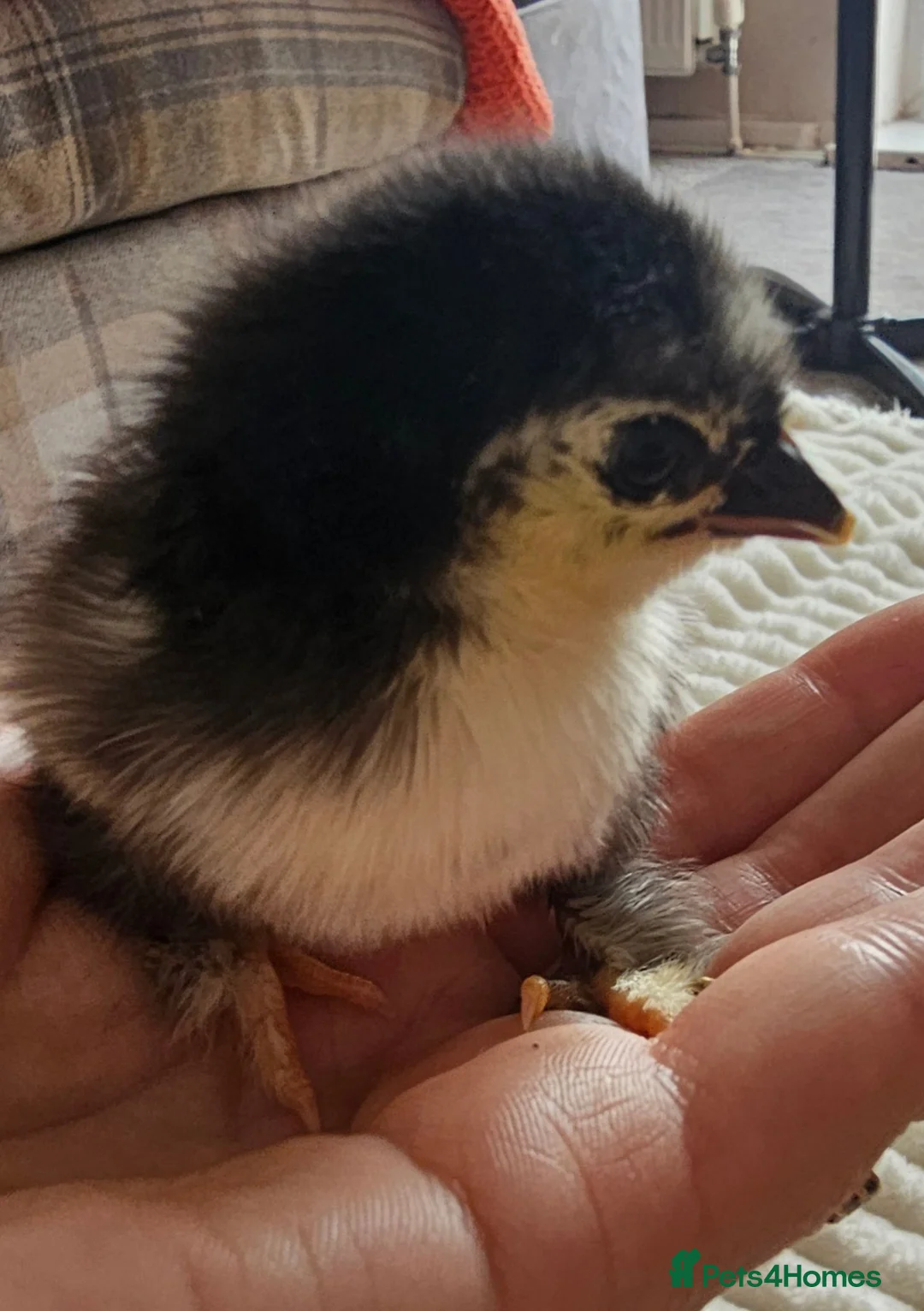 Chickens poultry for sale: Pekin Bantam Chicks - Advert 2