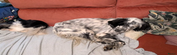 English Setter dogs for adoption: Korro - Advert 15