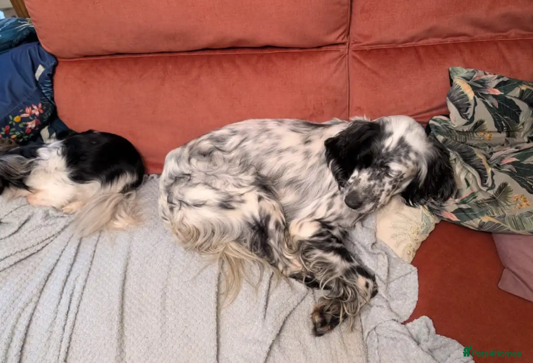 English Setter dogs for adoption: Korro - Advert 15