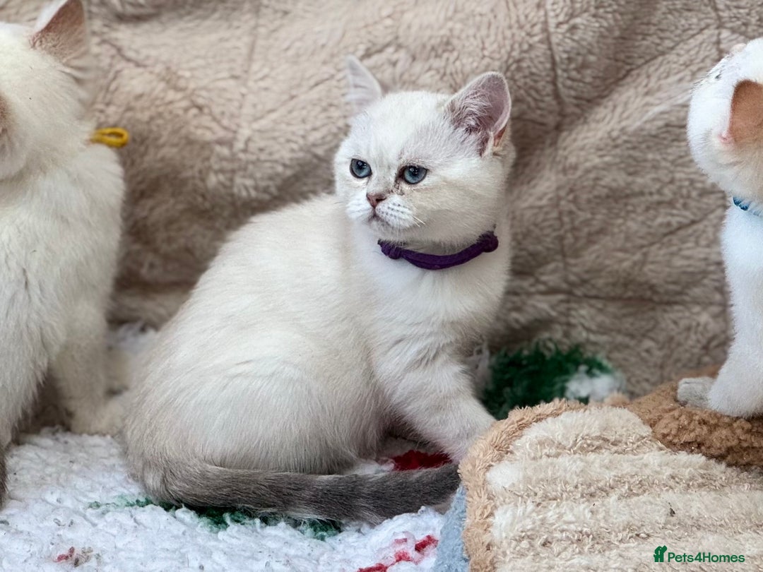 British Shorthair cats for sale: Colourpoints BSH active & non-active available - Image 26