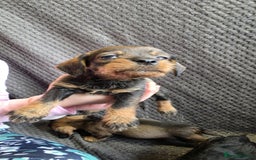 Dachshund dogs for sale: Dachshund wire haired (teckel pups) ✨ - Image 4