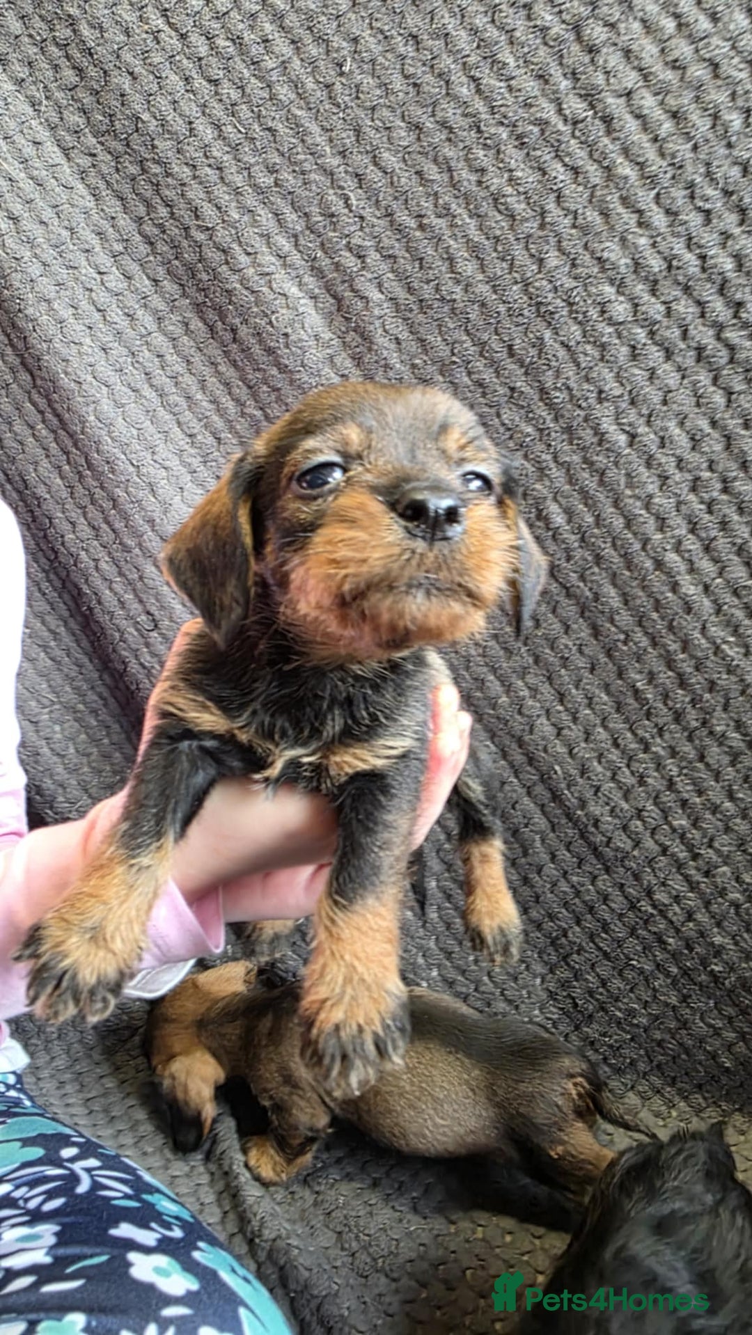 Dachshund dogs for sale: Dachshund wire haired (teckel pups) ✨ - Image 4