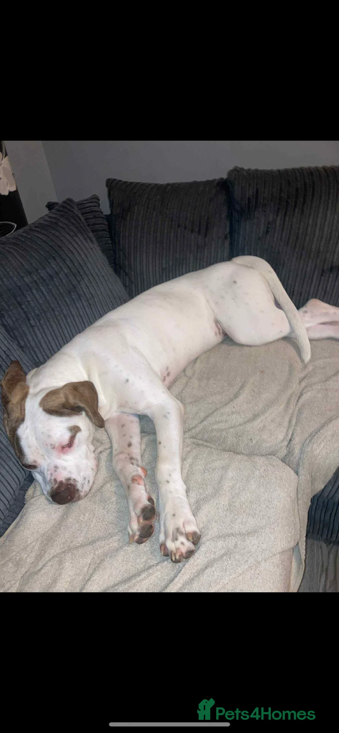 American Bulldog dogs for sale: 1 year old American bulldog- LULU. in Bracknell - Advert 2