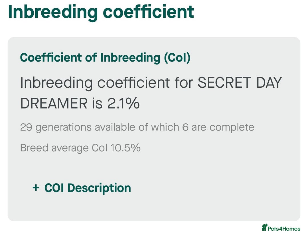 Cocker Spaniel dogs for sale: STUNNING SABLE COCKER BOY  - Advert 3