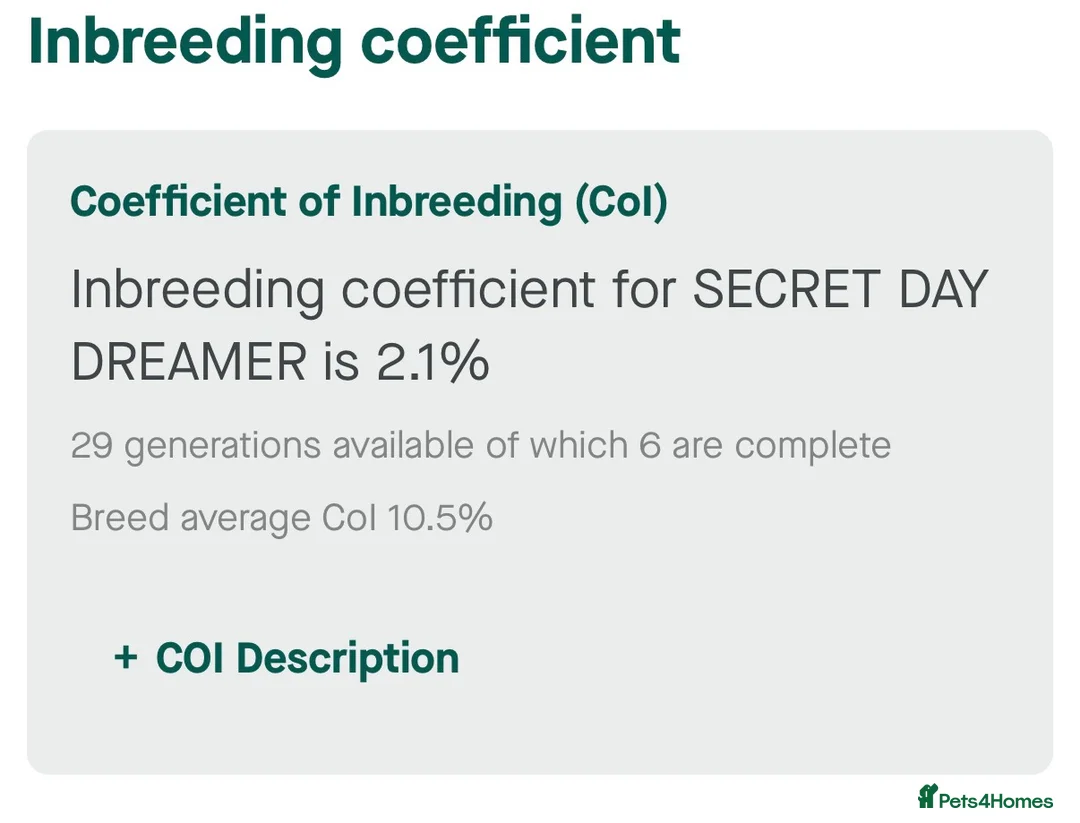 Cocker Spaniel dogs for sale: STUNNING SABLE COCKER BOY  - Advert 3