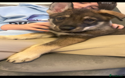 German Shepherd dogs for sale: Male German shepherd puppy ready now - Image 4