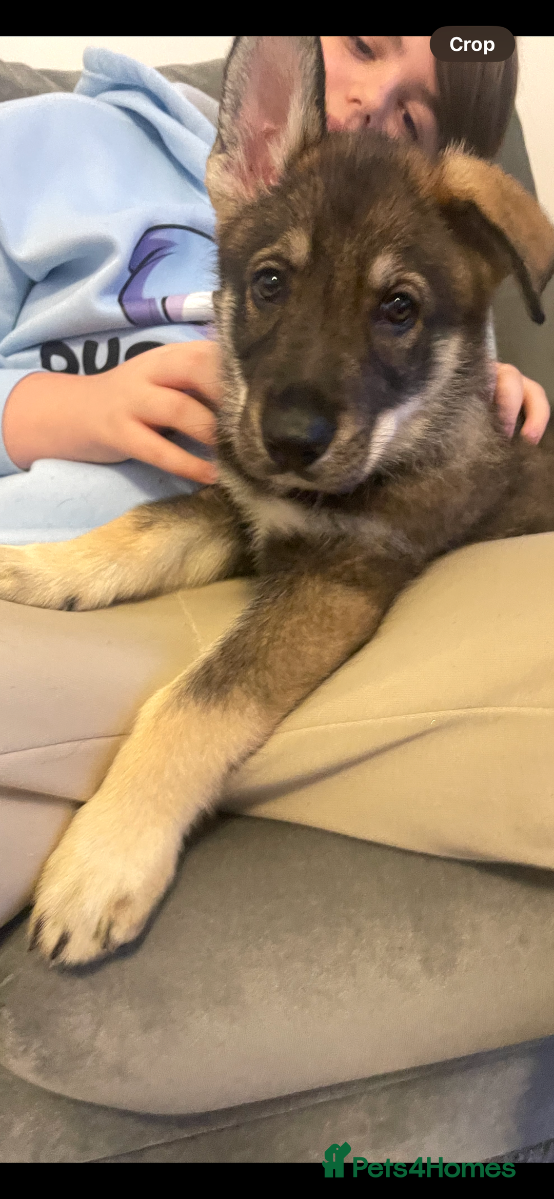 German Shepherd dogs for sale: Male German shepherd puppy ready now - Image 4