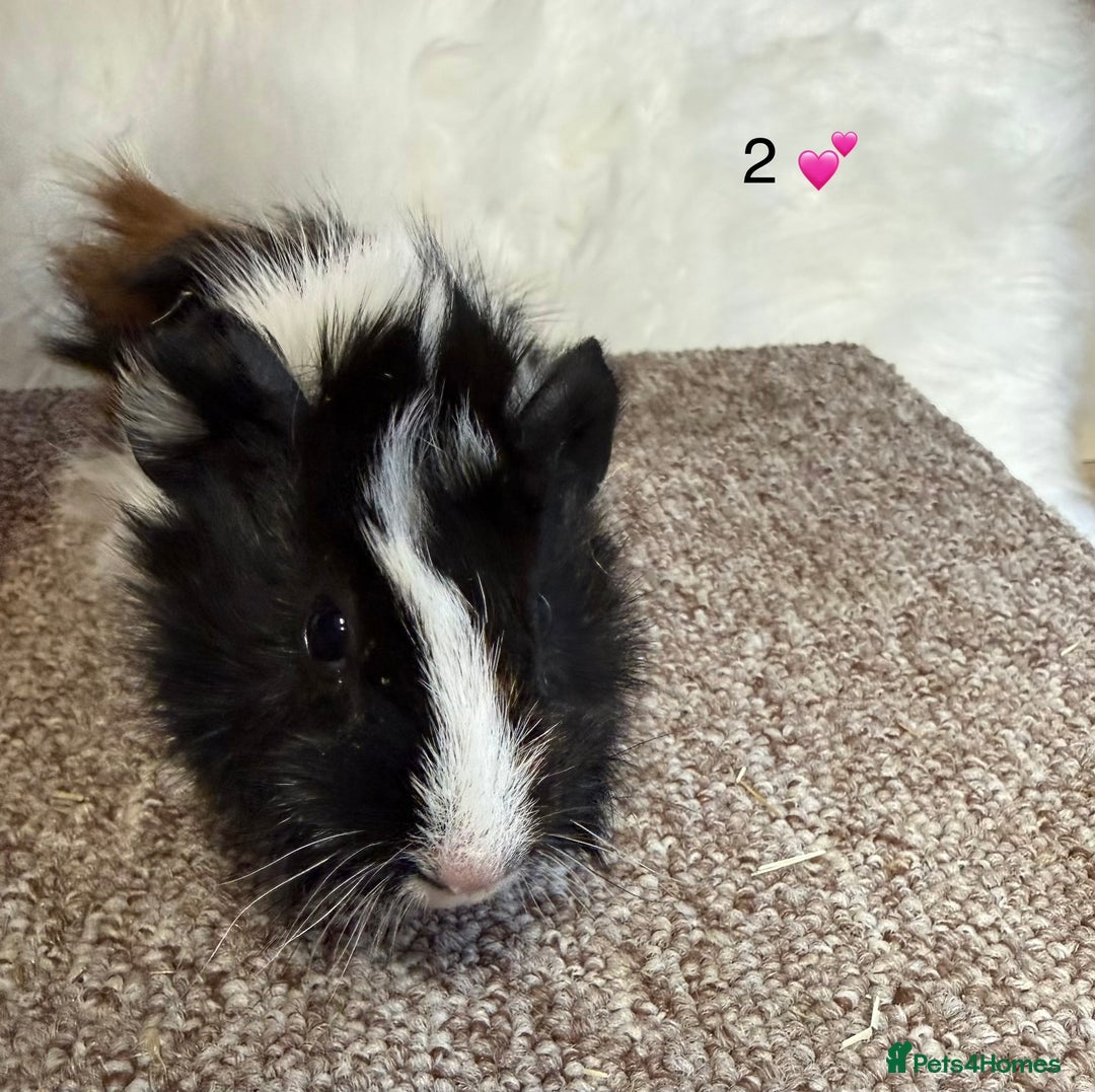 Guinea Pig rodents for sale: Funkie Sow & Boar Guinea Pigs - Advert 4