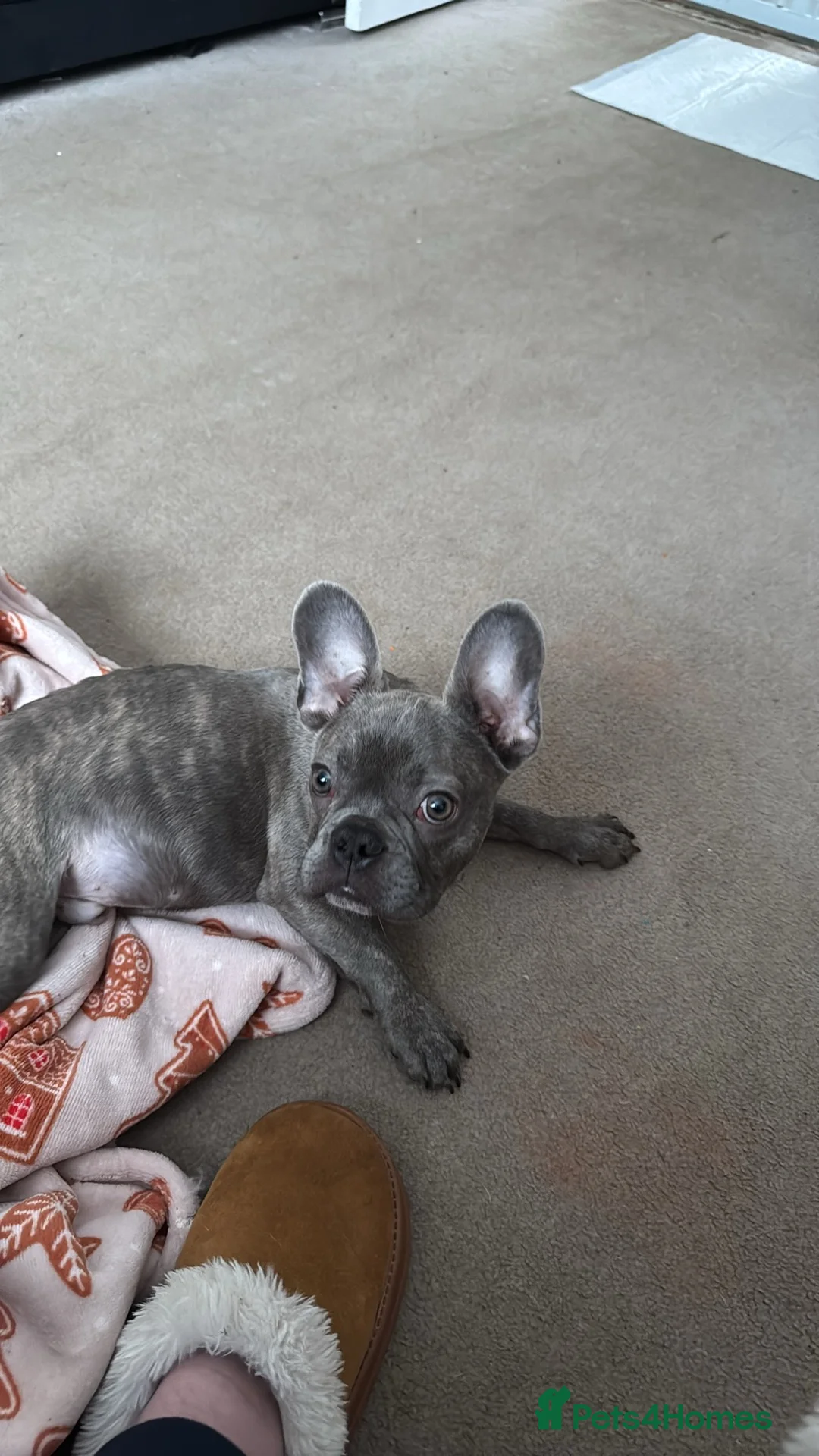 French Bulldog dogs for sale: Male kc reg blue/merle frenchbulldog - Advert 1