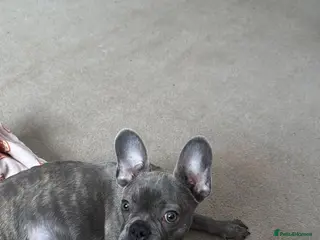 French Bulldog dogs Male kc reg blue/merle frenchbulldog - Advert 1