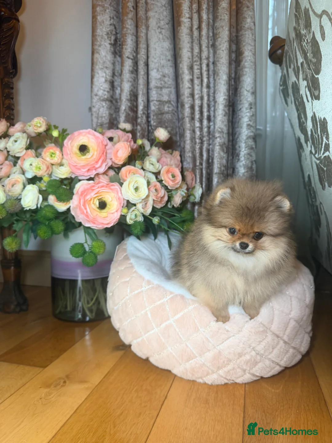 Pomeranian dogs for sale: Orange teddy bear type Pomeranian boy and girl - Advert 2