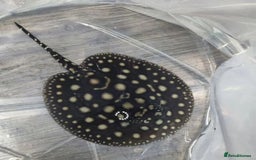 Butterfly Fish fish for sale: Barmol stingray - Image 1