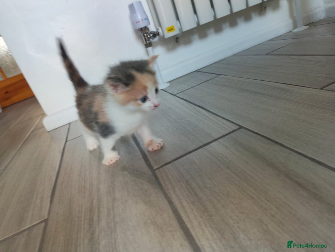 Mixed Breed cats for sale: 4 Mixed Breed Kittens  - Image 4