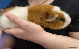 Guinea Pig rodents for sale: Male baby guinea pig teddy's & funkys - Image 6