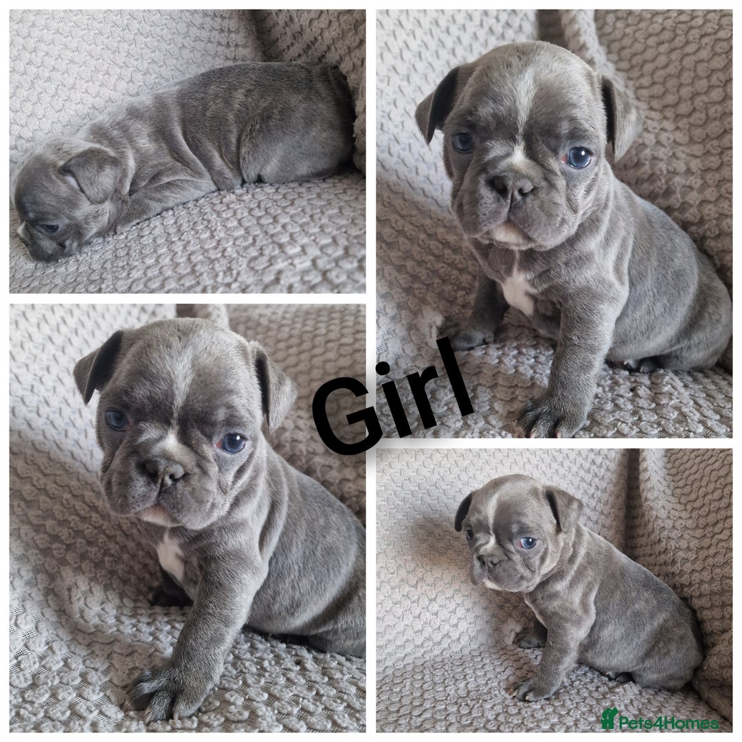 French Bulldog dogs for sale: French bulldog puppies  - Image 3