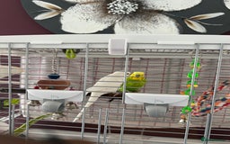 Budgerigars birds for sale: A pair of budgie requiring a new home. - Image 3