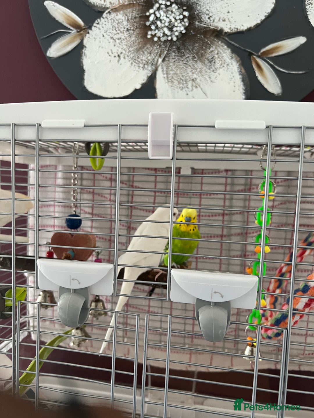 Budgerigars birds for sale: A pair of budgie requiring a new home. - Image 3