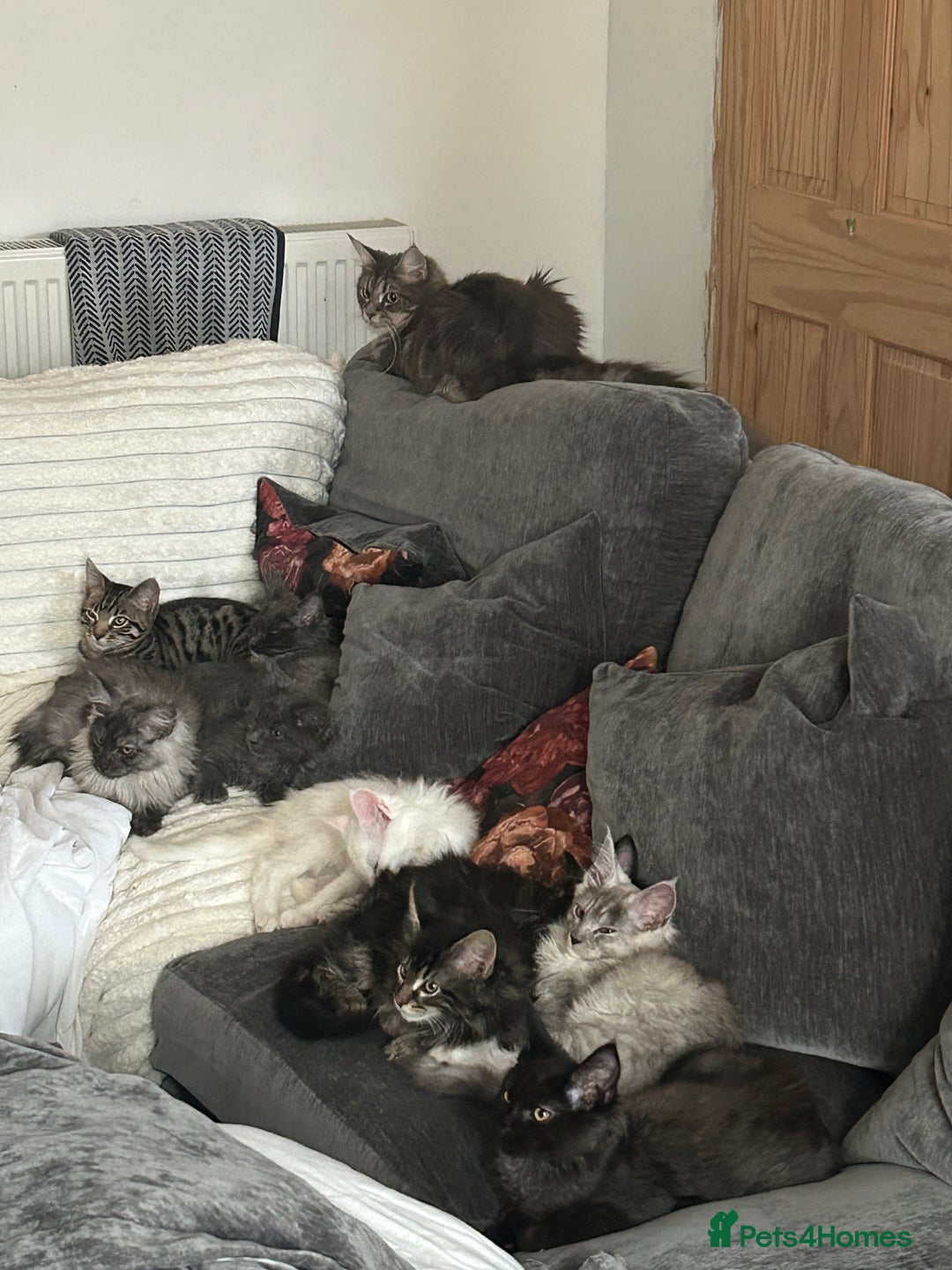 Maine Coon cats for sale: Maine coon kittens  - Advert 2