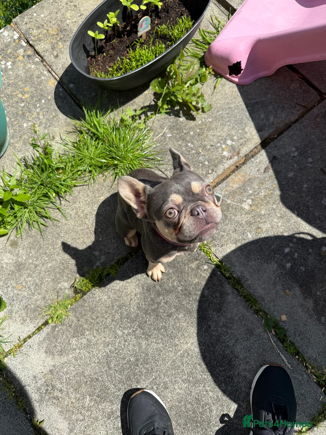 French Bulldog dogs for sale: Gorgeous French Bulldog year and a half old - Advert 2