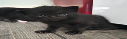 Mixed Breed cats for sale: Kittens for sale  - Advert 3