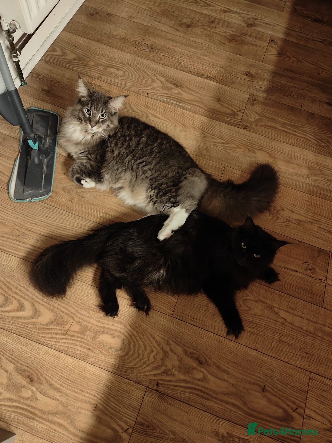 Maine Coon cats for sale: 5 Main Coon Kittens  - Advert 2