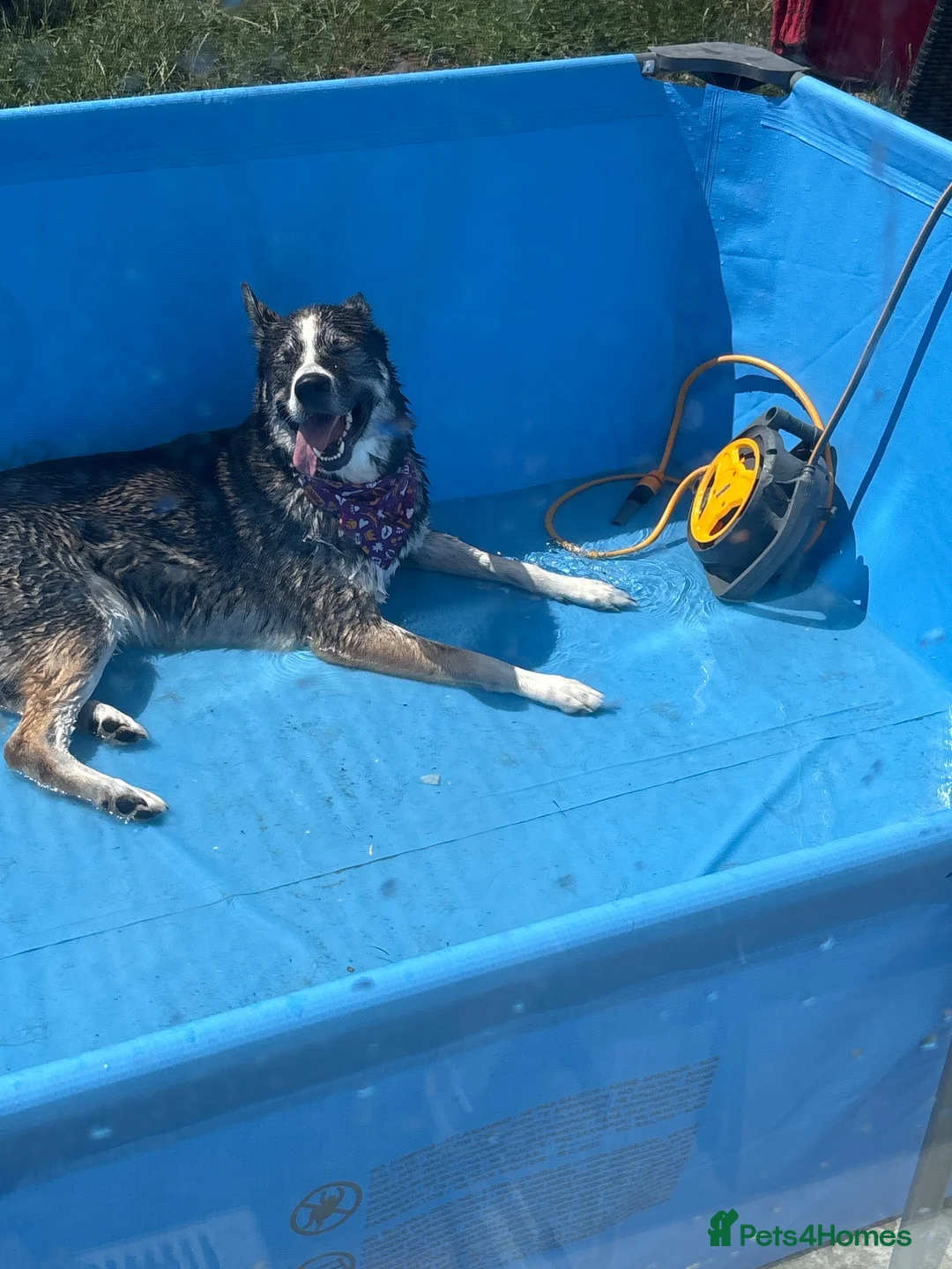 Shepsky dogs for sale: Echo is looking for a new home - Advert 1