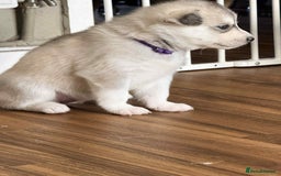 Siberian Husky dogs for sale: BEAUTIFUL SIBERIAN HUSKY PUPPIES  - Image 7