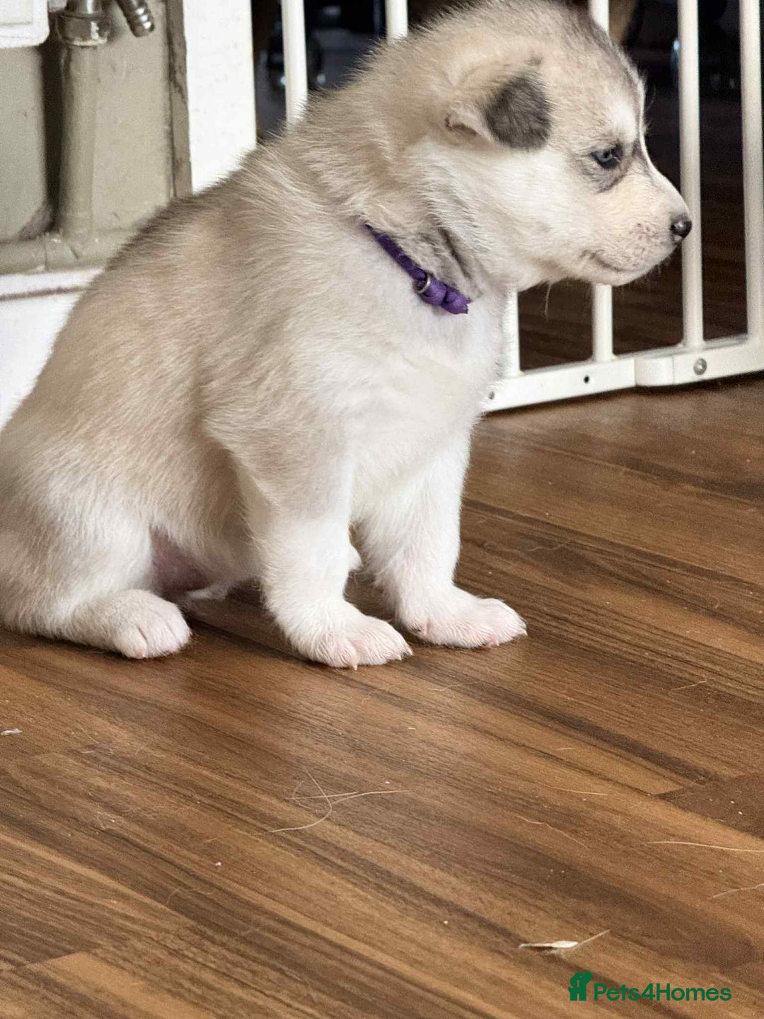 Siberian Husky dogs for sale: BEAUTIFUL SIBERIAN HUSKY PUPPIES  - Image 7