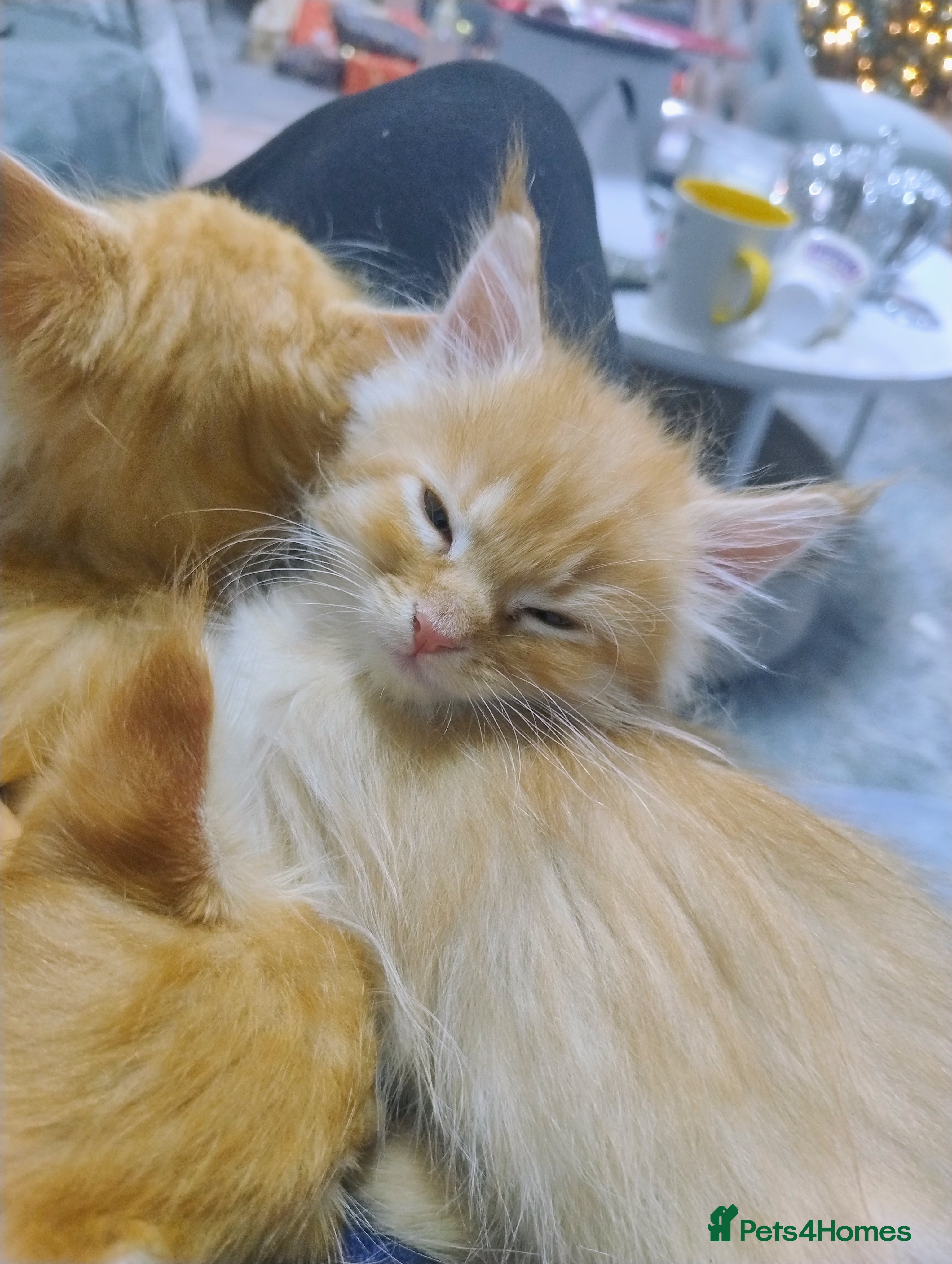 Maine Coon cats 5 affectionate ginger Maine Coon Kittens 3 LEFT  - Advert 16