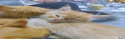Maine Coon cats for sale: LAST 2! Ginger Girl & Boy full Maine Coon Kittens - Advert 8