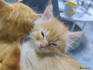 Maine Coon cats 5 affectionate ginger Maine Coon Kittens 3 LEFT - Advert 16