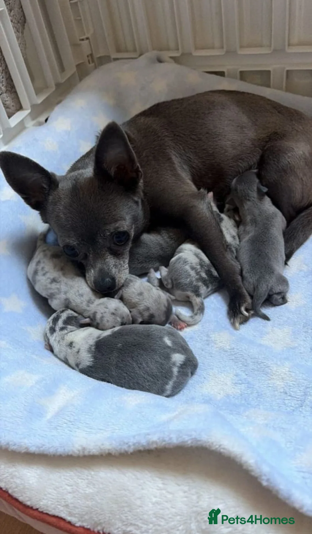 Chihuahua dogs for sale: Blue Merle chihuahua puppies. in Manchester - Advert 1
