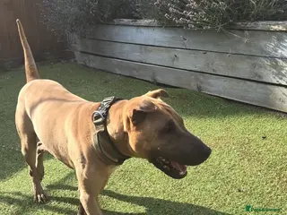 Mixed Breed dogs 🚨URGENT🚨PLEASE SAVE SOL - Advert 8
